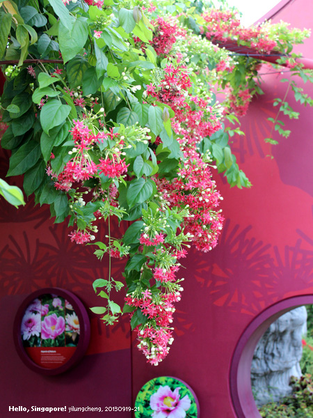 singapore_388.jpg