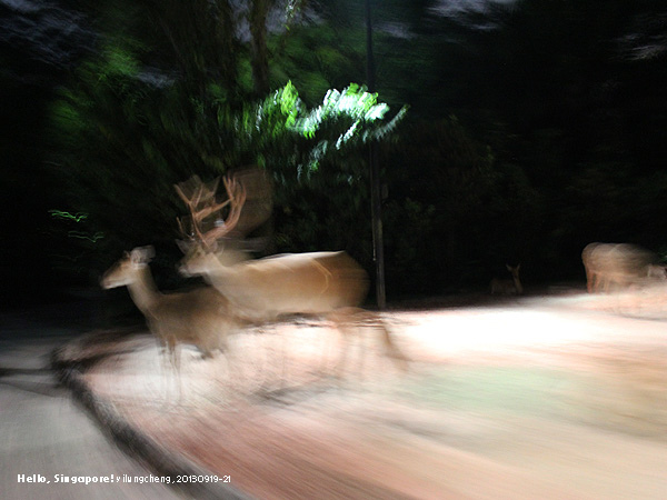 Night Safari 夜間動物園