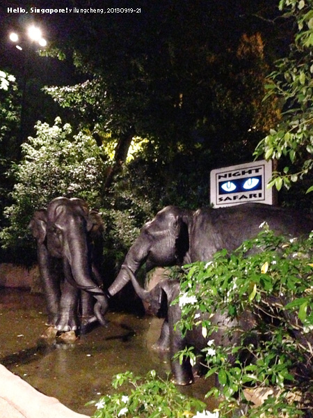 Night Safari 夜間動物園