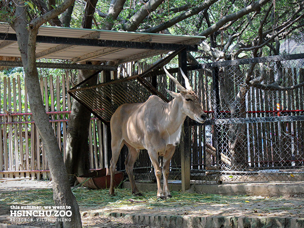 新竹動物園7