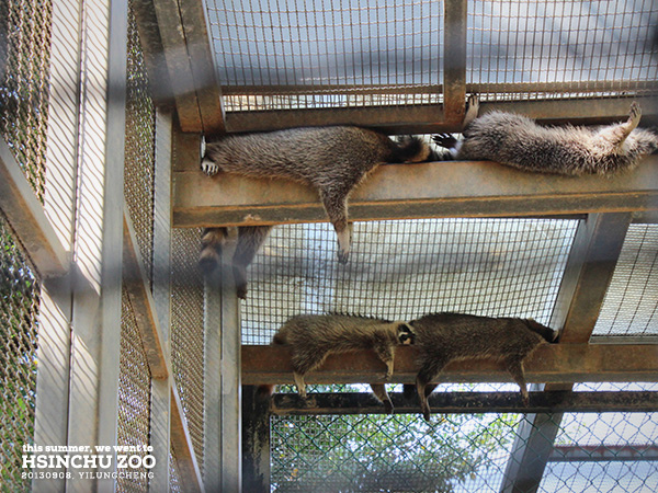 新竹動物園10