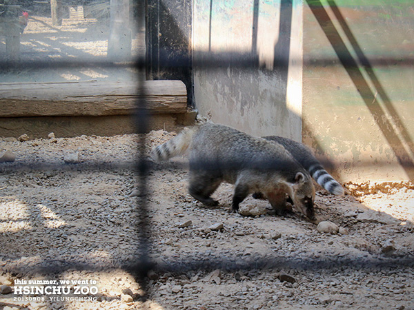 新竹動物園9