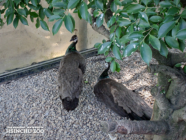 新竹動物園12