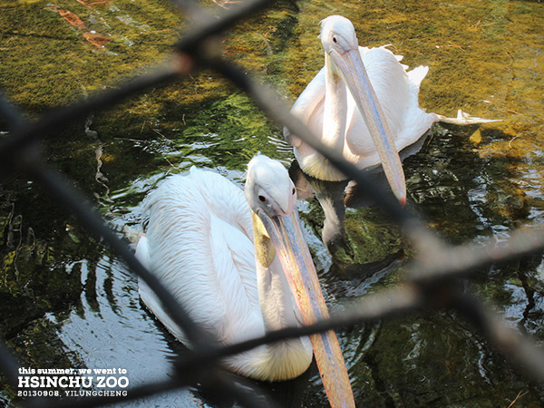 新竹動物園15