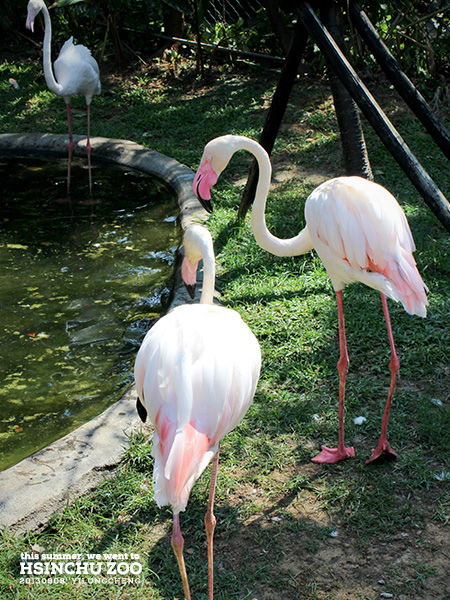 新竹動物園18