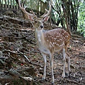 新竹動物園20