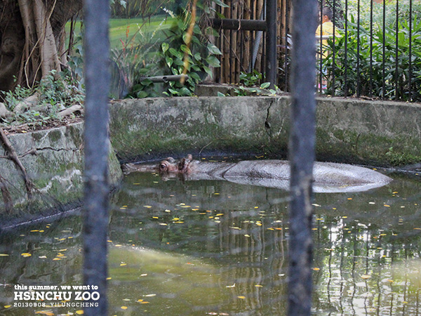 新竹動物園28