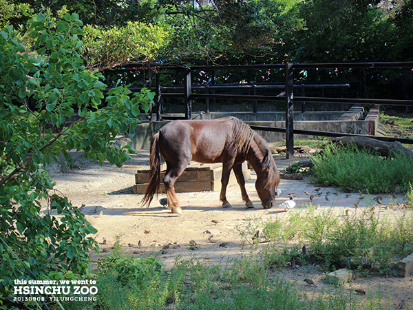 新竹動物園32