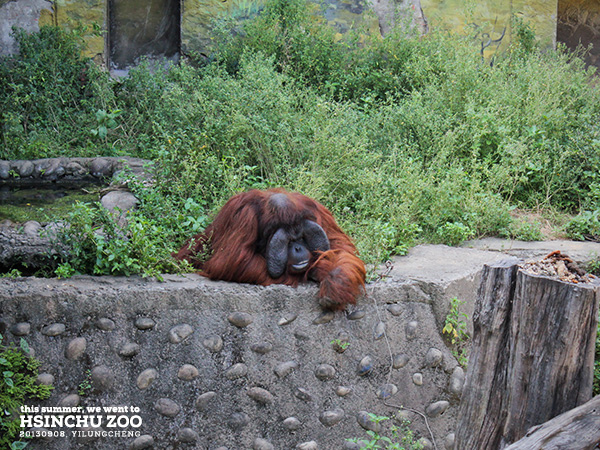 新竹動物園34