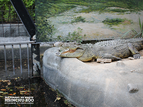 新竹動物園37