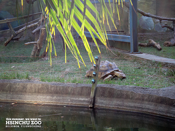 新竹動物園38