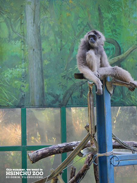 新竹動物園39