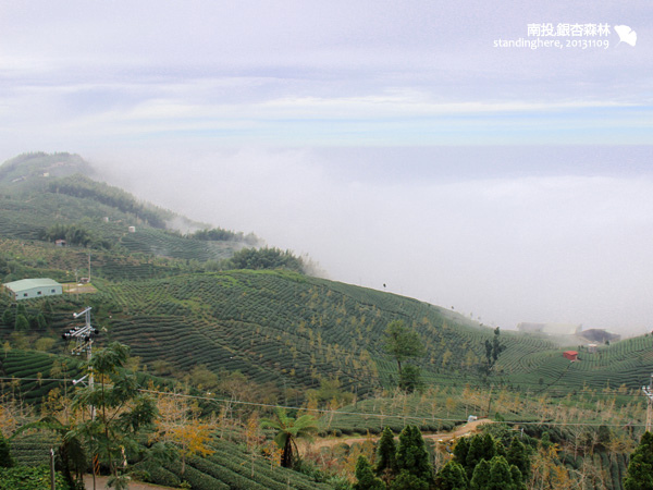 大崙山_銀杏森林_24.jpg