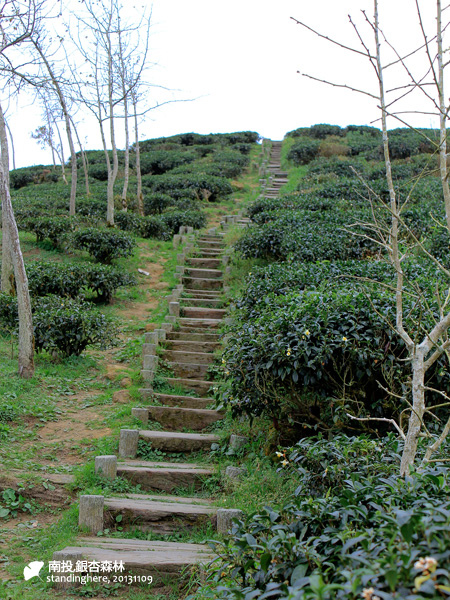 大崙山_銀杏森林_27.jpg