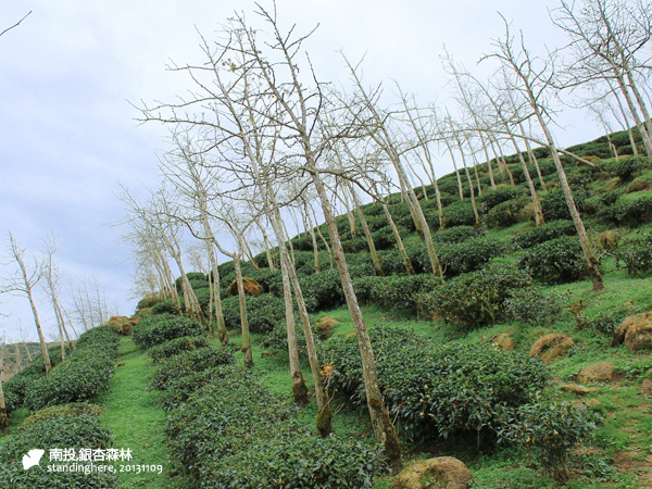 大崙山_銀杏森林_29.jpg