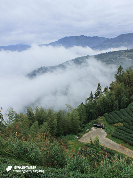 大崙山_銀杏森林_43.jpg