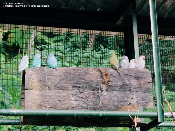 森林鳥花園39.jpg