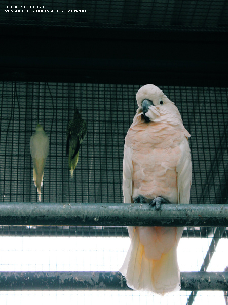 森林鳥花園40.jpg