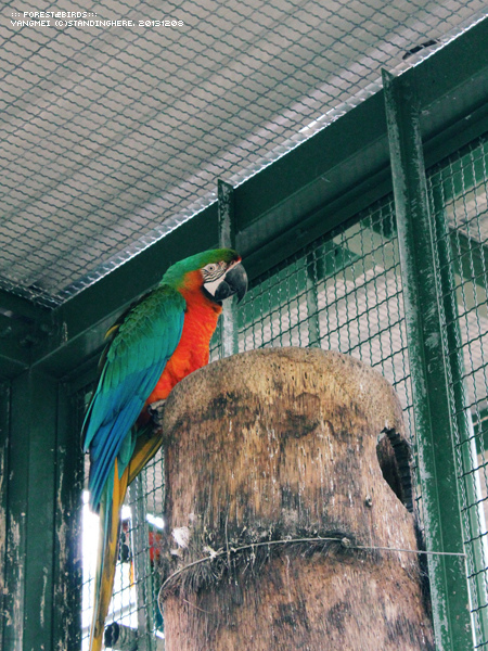 森林鳥花園41.jpg