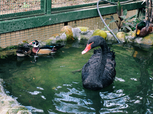 森林鳥花園43.jpg