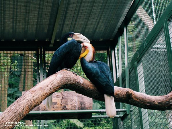 森林鳥花園44.jpg