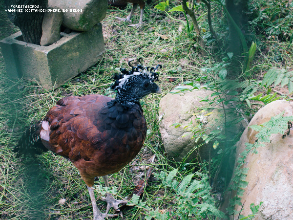 森林鳥花園47.jpg