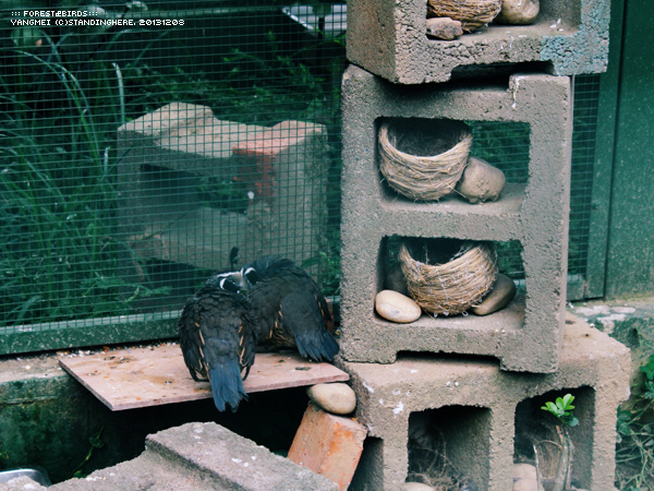 森林鳥花園50.jpg