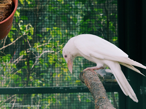 森林鳥花園52.jpg