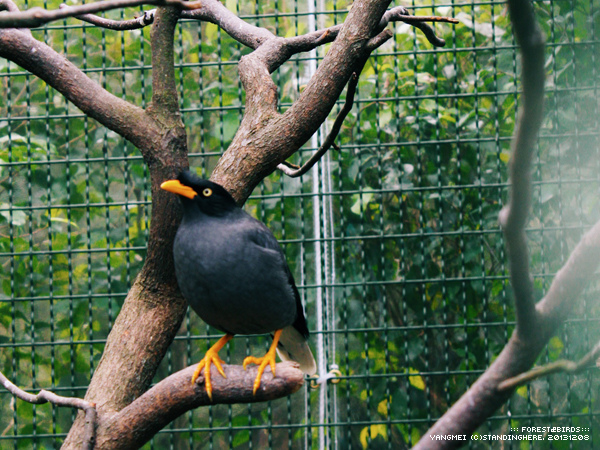 森林鳥花園54.jpg