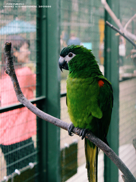 森林鳥花園55.jpg