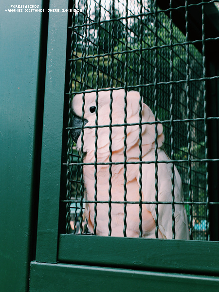 森林鳥花園56.jpg