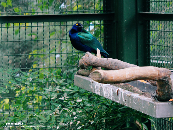 森林鳥花園57.jpg