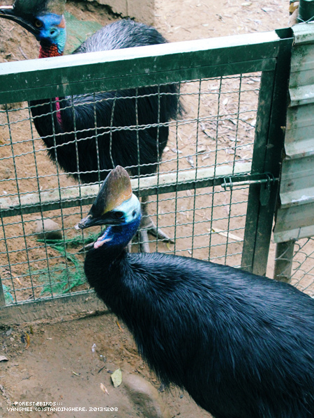 森林鳥花園68.jpg