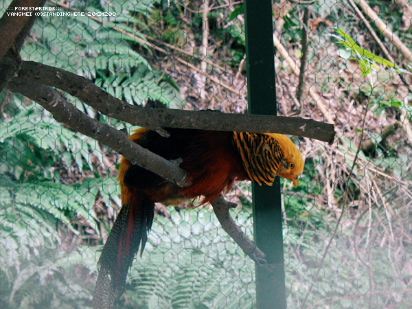 森林鳥花園69.jpg