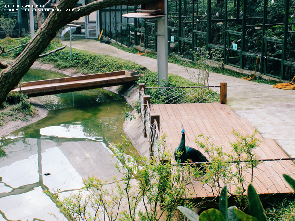 森林鳥花園74.jpg