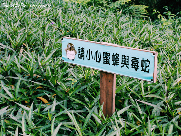 森林鳥花園77.jpg