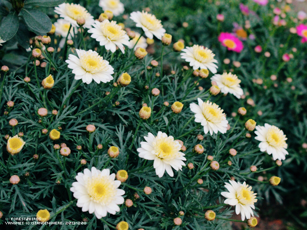 森林鳥花園95.jpg