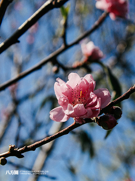 八方園_31.JPG