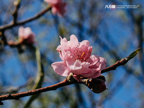 八方園_30.JPG 八方園_30.JPG