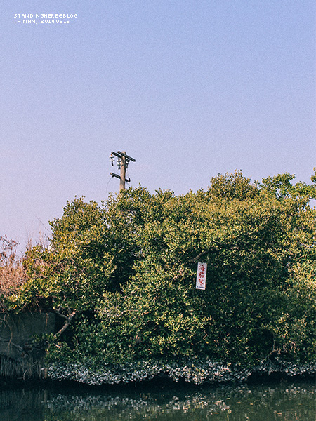 四草_28