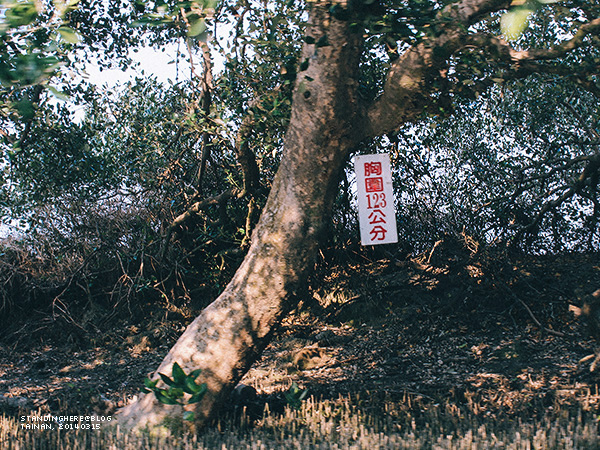 四草_35