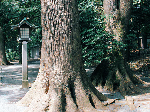 明治神宮-077.jpg