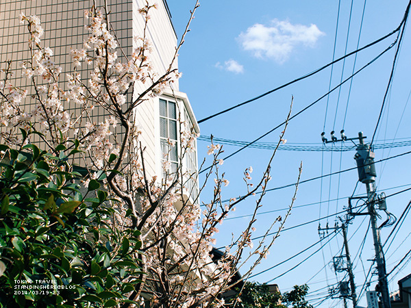 谷根千-191.jpg 4-191.jpg