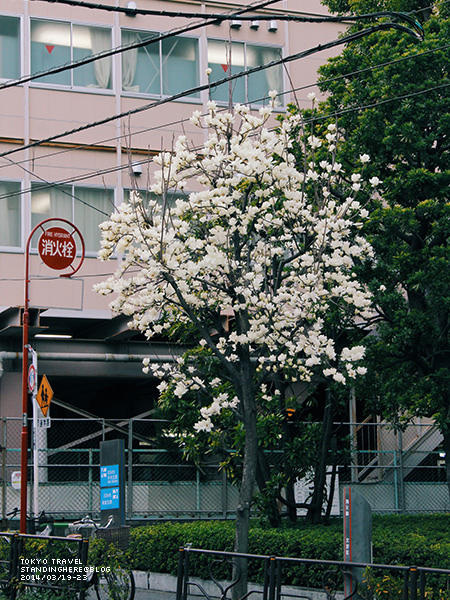 谷根千-290.jpg 4-290.jpg