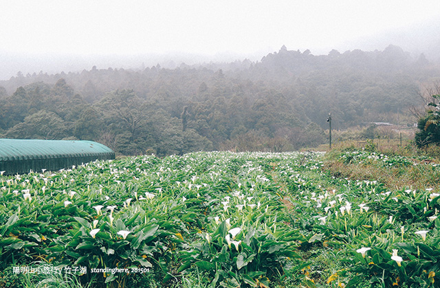 竹子湖青菜園-29 陽明山竹子湖-29