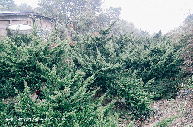竹子湖青菜園-32 陽明山竹子湖-32