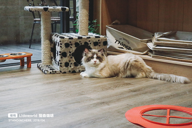 楊梅-猫森-15 楊梅-猫森-15