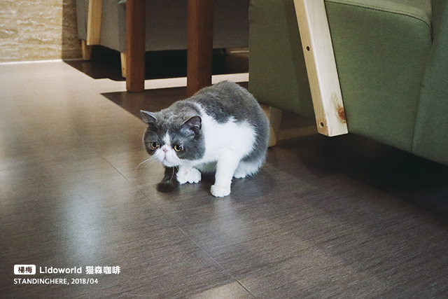 楊梅-猫森-19 楊梅-猫森-19