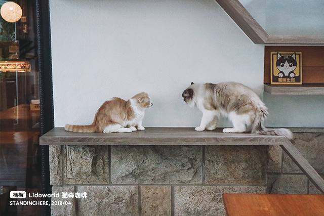 楊梅-猫森-34 楊梅-猫森-34