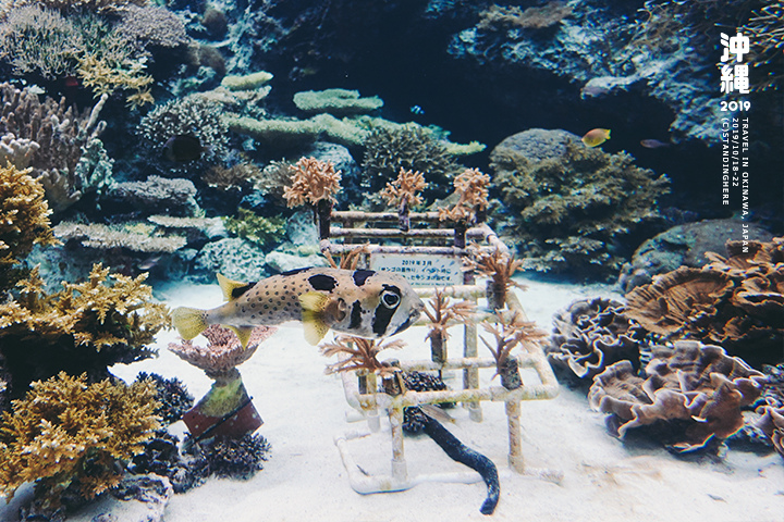 沖繩美麗海水族館-21